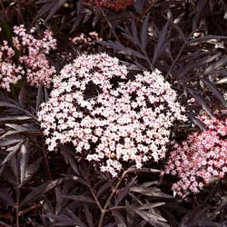 Sambucus nigra Black Lace